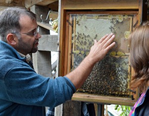 Bernd Kampmann zeigt Kerstin Griese die Bienen im Schaukasten.
